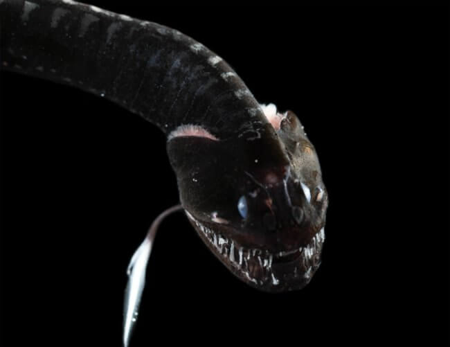 В глубоких океанах живут самые черные рыбы на земле, которые поглощают свет. Фото.