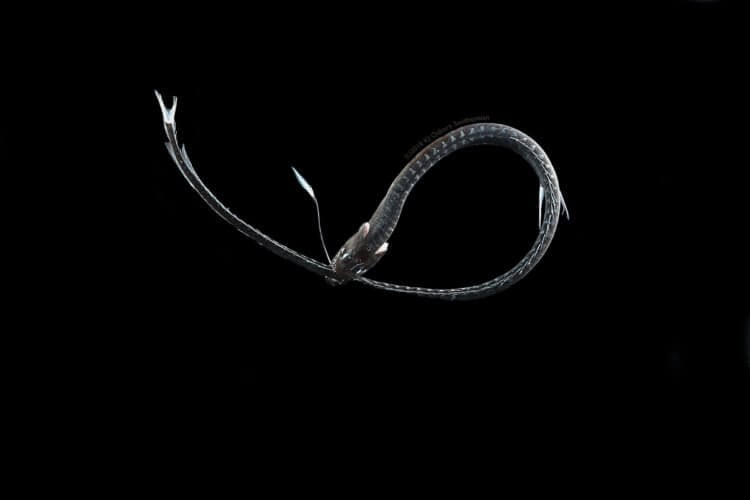Поглощение света. Идиакант (Idiacanthus antrostomus) — еще один «черный» житель глубин. Фото.