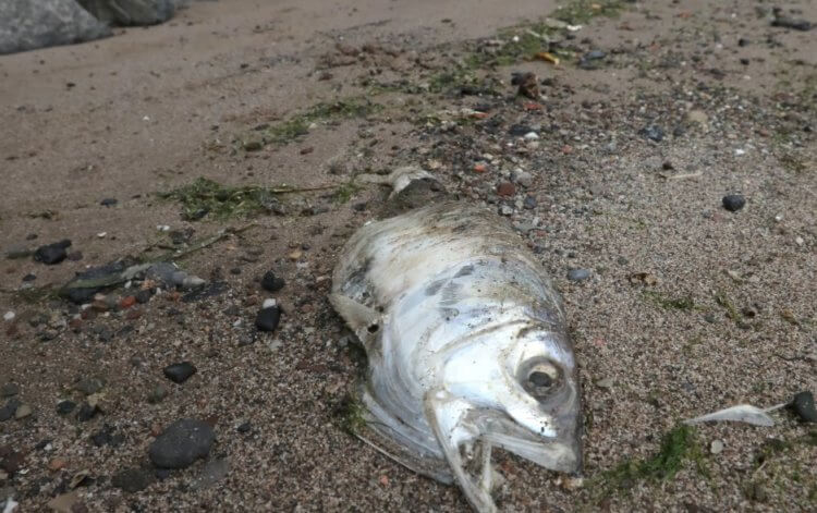 Необычное стечение обстоятельств. «Черная река» может стать причиной массовой гибели рыб. Фото.