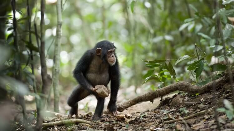 Причины седины. Кажется, уже не первый раз рекомендую документальный фильм «Шимпанзе» 2012 года — очень красивый и познавательный! Фото.