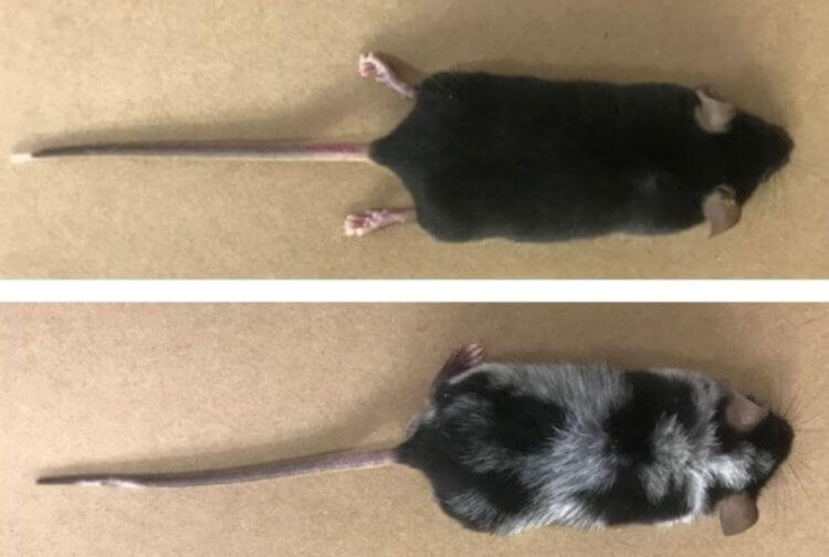 Причины седины. Мыши до и после стрессового эксперимента. Фото.