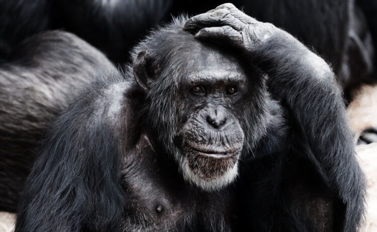 Обезьяны тоже седеют, но не из-за старения. Шимпанзе и люди — очень близкие родственники по природе. Фото.
