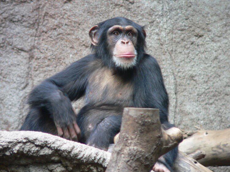 Шимпанзе и человек. Больше всего шимпанзе обитает на территории африканской страны Танзания. Фото.