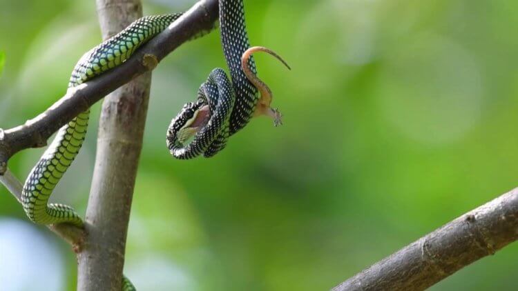 Необычные змеи. Райские змеи питаются небольшими ящерицами. Фото.