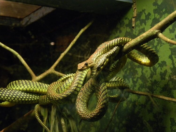 Видео со змеями. Летающие змеи часто держатся в террариумах. Фото.
