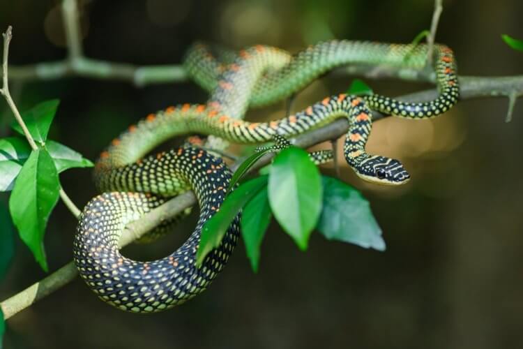 Необычные змеи. Райских змей можно назвать одними из самых красивых в своем роде. Фото.