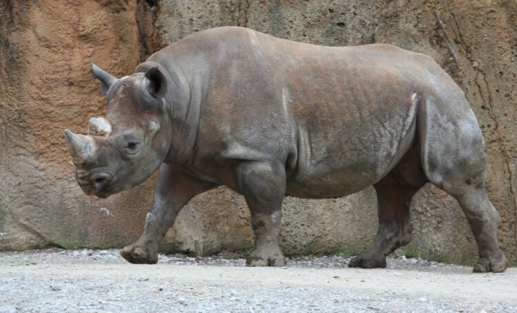 Вымирание животных. Один из подвидов чёрного носорога Западной Африки считается официально вымершим. Фото.