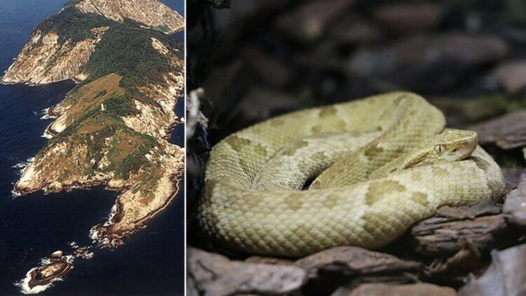 Остров Кеймада-Гранди. Кеймада-Гранди — остров со змеями. Фото.