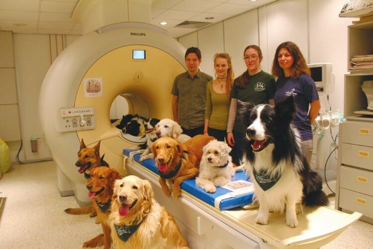 Человеческий язык и собаки. Исследователи и «хорошие мальчики» у аппарата МРТ. Фото.