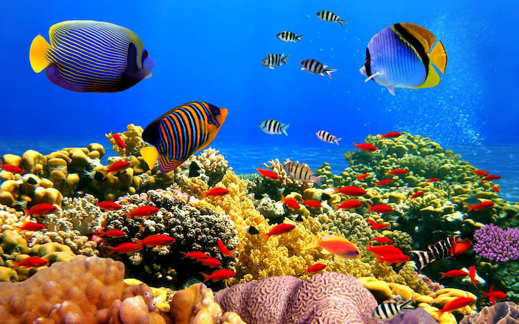 Доказательство процветания биологических видов. В этой экосистеме важна каждая рыбка. Фото.