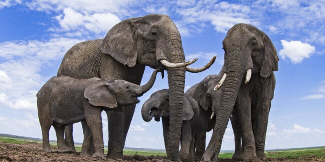 В Африке массово гибнут слоны, но ученые не знают почему. Фото.