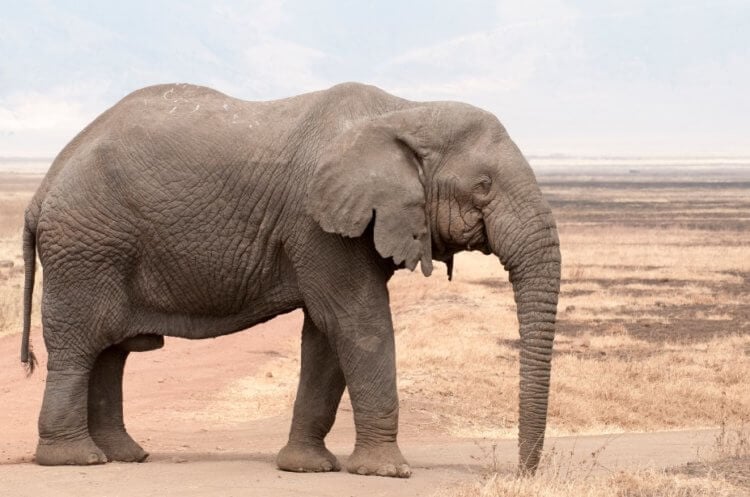 Самое большое животное на суше. Отличить самку саванного слона от самца довольно легко — у самцов длинные бивни. Фото.