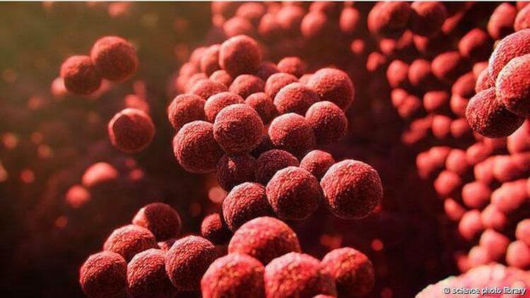 Стафилококки на ступне человека выделяют изовалериановую кислоту — от нее и появляется запах пота. Фото.