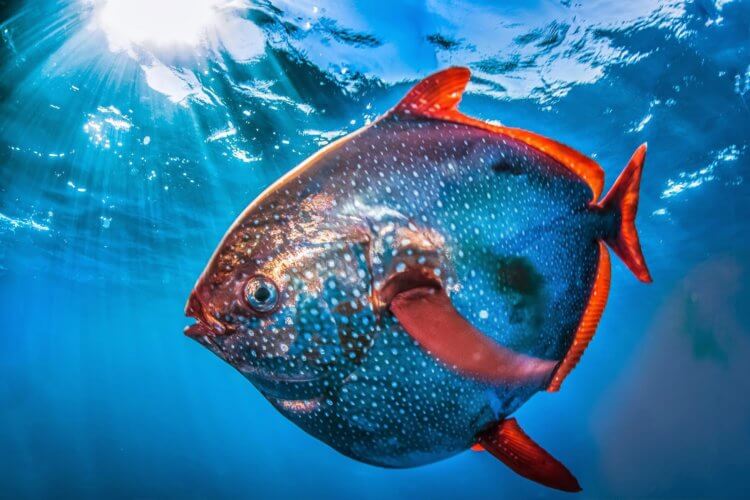 Теплокровные рыбы. Длина тела красноперого опаха может достигать двух метров. Фото.