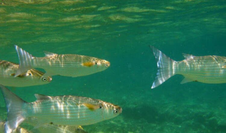 Удивительные способности рыб. Взаимодействие рыб и воды — гораздо более сложный процесс, чем предполагалось ранее. Фото.
