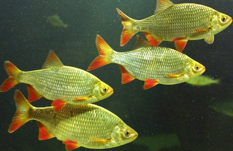 Почему рыбы не замерзают в холодной воде? Практически все рыбы являются холоднокровными животными. Фото.