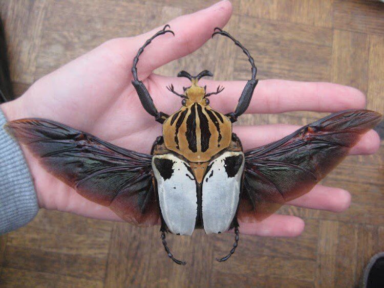 Самый тяжелый жук. Самец жука-голиафа с расправленными крыльями. Фото.