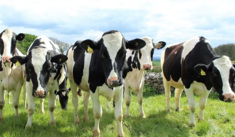 Парниковый эффект набирает силу. Считается, что стадо из 200 коров в год выделяет в атмосферу столько метана, сколько хватит автомобилю на преодоление 180 000 километров пути. Фото.