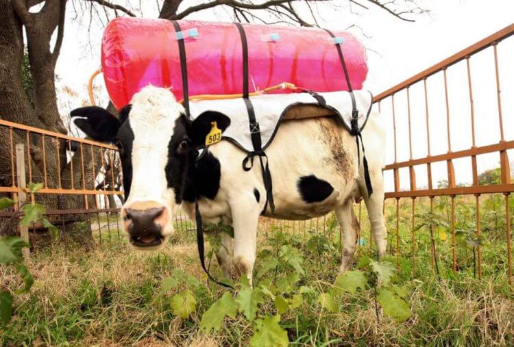 Источники метана. Некоторые ученые умудряются соьирать метан прямо из пищеварительной системы коров для дальнейшего использования в качестве топлива. Фото.