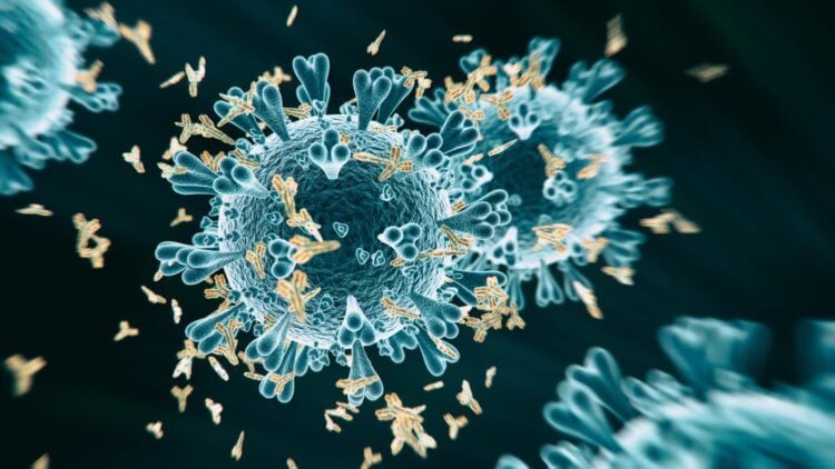 Коллективный иммунитет. Результаты исследований показывают, что требуется около 10 дней, чтобы в организме началась выработка антител, а у наиболее тяжело больных пациентов развивается самый сильный иммунный ответ. Фото.