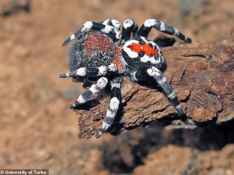 Материнский инстинкт пауков. Еще одно фото Loureedia Phoenixi. Фото.