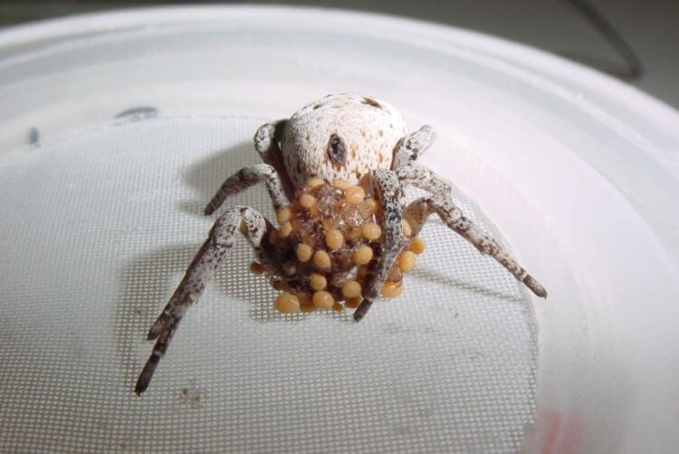 Материнский инстинкт пауков. Паучата едят тело своей матери. Фото.