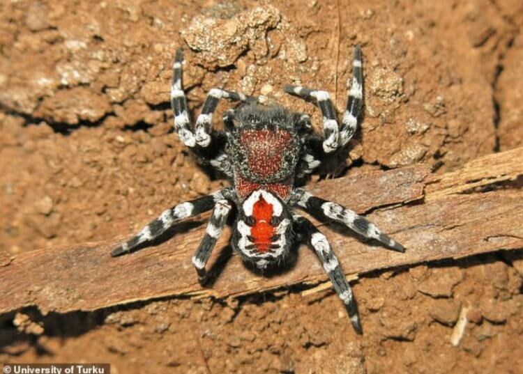 паук с рисунком паука на спине