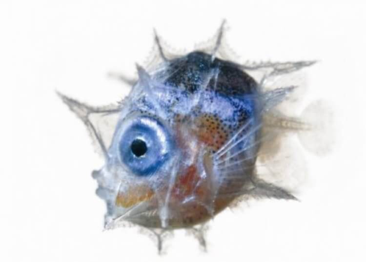Развитие рыб. В некоторых регионах нашей планеты рыба-луна известна как рыба-солнце и рыба-голова. Фото.