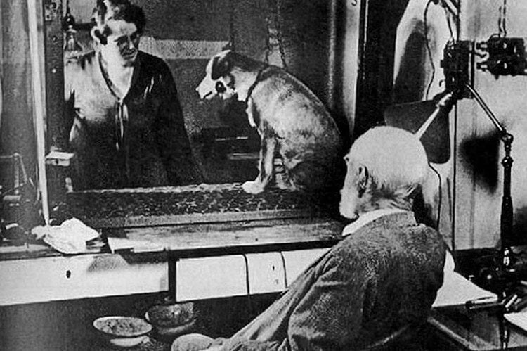 Что такое собака Павлова. Павлов много экспериментировал с собаками. Фото.