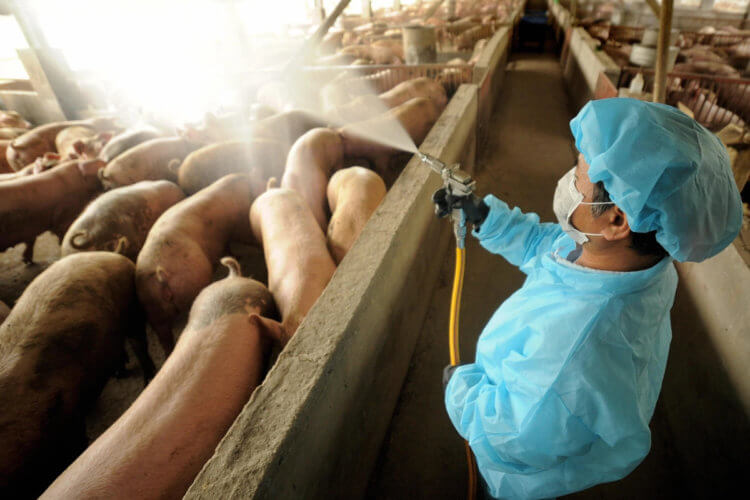 Насколько опасен G4EA H1N1? Так выглядит дезинфекция на свиноферме в Китае. Фото.