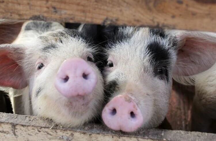 Корм для свиней. Новый корм укрепляет здоровье свиней. Фото.