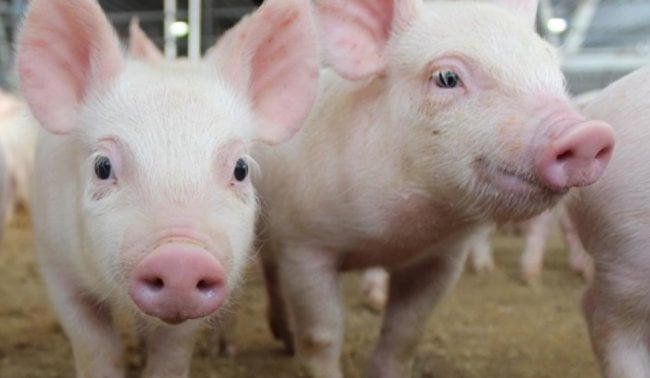 Нахрюкались: алкоголь делает свиней счастливее, а их мясо — вкуснее. Фото.