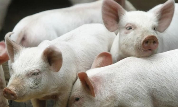 Корм для свиней. Всего в мире насчитывается 8 видов свиней. Фото.