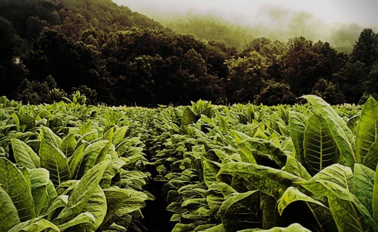Как спасти мир? Экологически безопасную замену пластику можно изготовить из табачных листьев. Фото.
