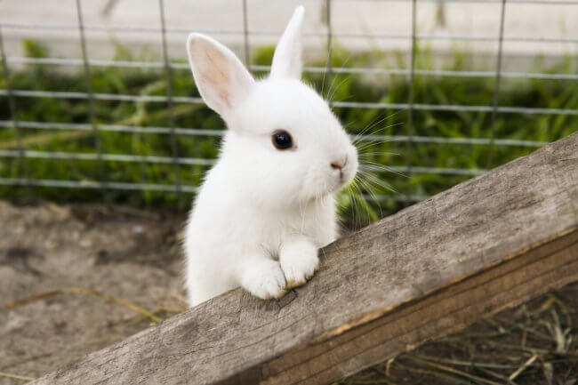 По США распространяется вирус, который приводит к гибели кроликов. Фото.
