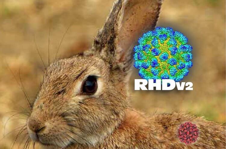 Симптомы болезни. Вакцина от RHDV2 существует, но в США ее нет. Фото.