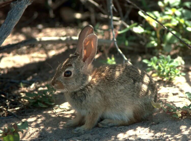 Болезни кроликов. В англоязычных изданиях эта болезнь известна как rabbit hemorrhagic disease virus (RHDV2). Фото.
