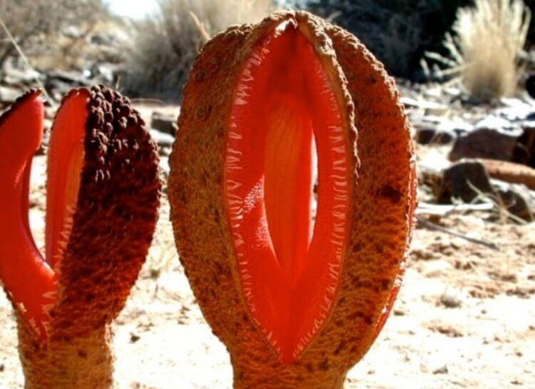 Растение из фильмов ужасов — Гиднора африканская. На острове Мадагаскар плоды этого растения считаются лакомством. Фото.