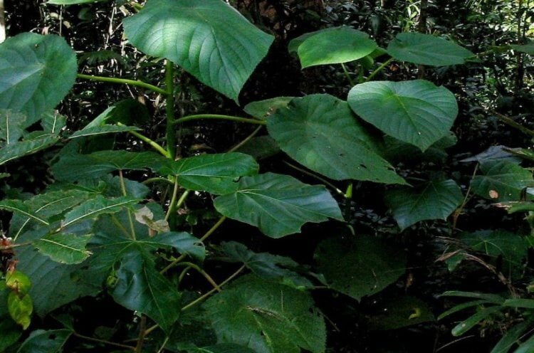 Жалящее дерево Гимпи‑гимпи. На вид Гимпи-гимпи — обыкновенное растение. Фото.