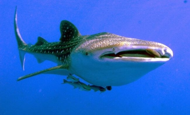 В глазах китовых акул обнаружены зубы. Фото.