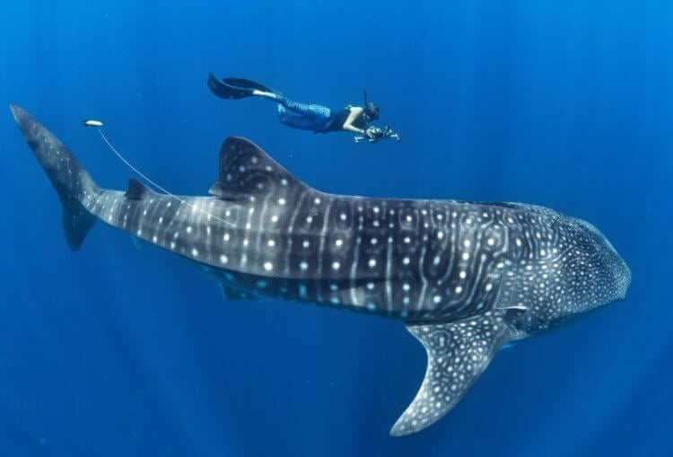 Вымирающие животные. Китовые акулы не представляют для людей особой опасности, поэтому некоторые исследователи не боятся близко к ним подплывать. Фото.