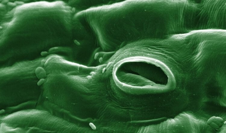 Опасные бактерии в пище. Устьице листа томата под микроскопом. Фото.