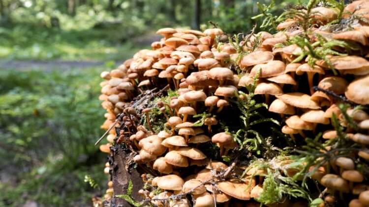 Третье царство природы. Кстати, грибы – это довольно «тяжелая» пища. Фото.