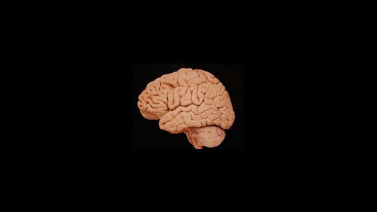 Если люди такие умные, то почему мозг становится меньше? За последние 20 тысяч лет размер человеческого мозга уменьшался. Но о чем это говорит? Фото.