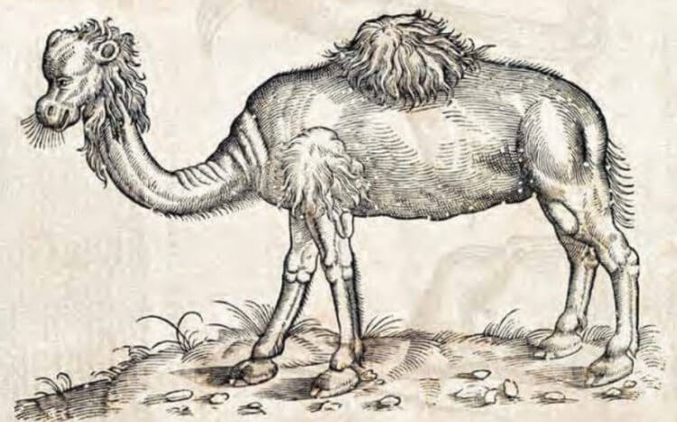 Симптомы оспы. Так средневековые художники представляли себе верблюдов. Фото.