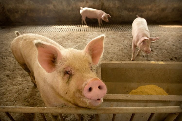 Свиной грипп мутировал. Вирус свиного гриппа поражает свиней и работников ферм. Фото.