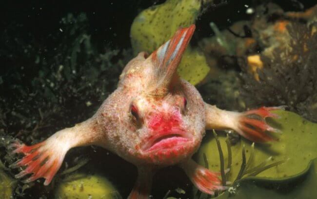 Рыба с ирокезом на голове официально признана вымершим видом. Фото.