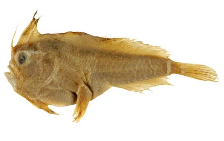 Самая редкая рыба в мире. Одна из немногих фотографий Sympterichthys unipennis. Фото.