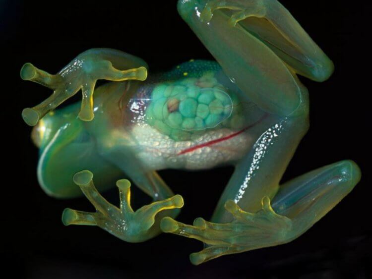 Прозрачные лягушки. У стеклянных лягушек видны все внутренности. По крайней мере, снизу. Фото.