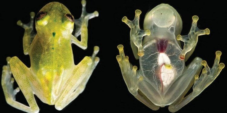 Почему лягушки окрашены в разные цвета? Прозрачная лягушка вида Hyalinobatrachium yaku была открыта сравнительно недавно, в 2017 году. Фото.